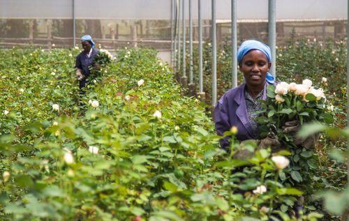 Inspirationnanyuki: เมืองเคนยาที่กุหลาบวาเลนไทน์ของคุณเติบโตขึ้น